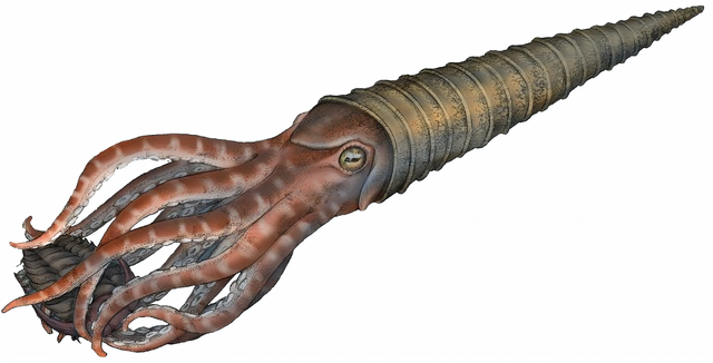 从地球霸主角石,到铁板烧鱿鱼,头足纲动物的兴衰之路