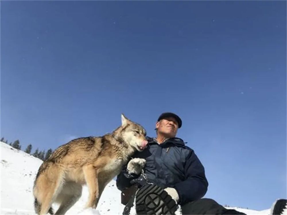 只说是养一只玩玩,可是周边十里八乡的牧民们听说他养狼,不知不觉地又