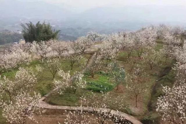 不要門票,免費看3000畝櫻桃花,就在重慶|百勝村|重慶|門票|魚洞|巴南