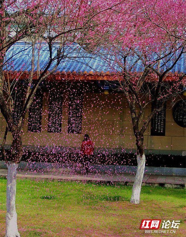 落地成诗一园春色新气息梅花更作护花泥