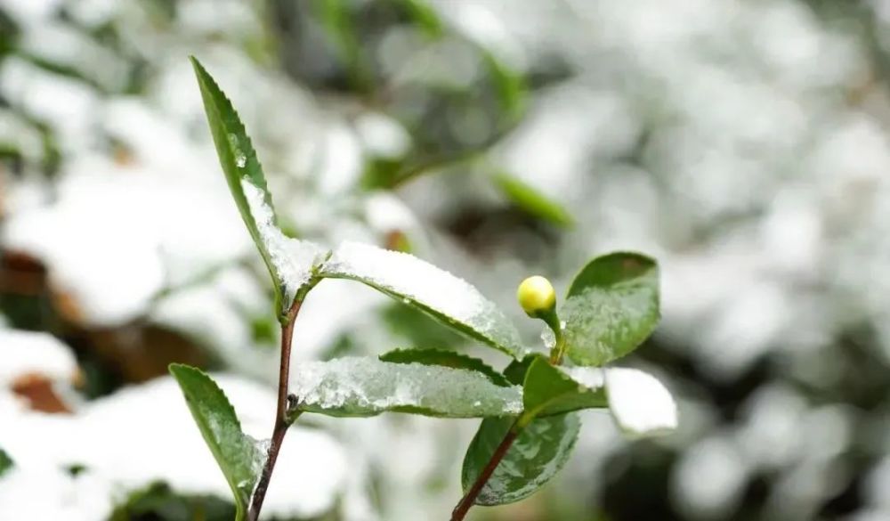 峨眉雪芽丨好茶不怕迟_腾讯新闻