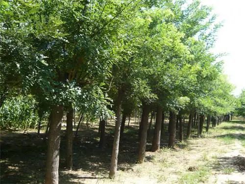 浅谈全国花木主产区分析 腾讯新闻