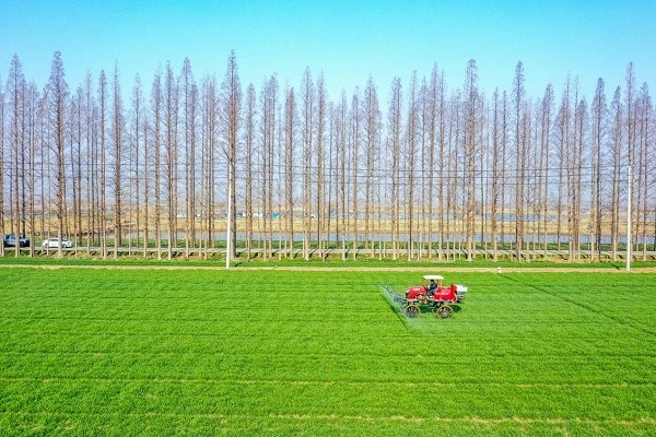 3月1日,江苏淮安宝应湖农场麦田机械化除草(央广网发 张海虹摄)3月1日