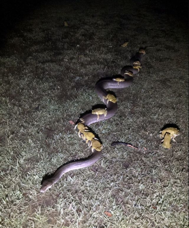 天敌|蟾蜍|澳大利亚|甘蔗|甘蔗蟾蜍|田鼠