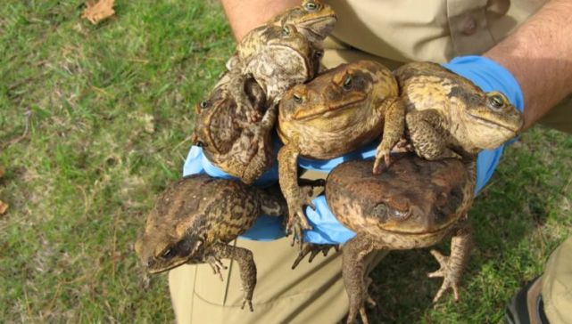 天敌|蟾蜍|澳大利亚|甘蔗|甘蔗蟾蜍|田鼠