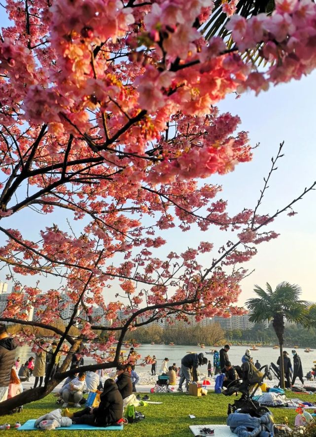 沪上最早开放的樱花就在大宁这座公园!赏花正当时,莫负好春光!