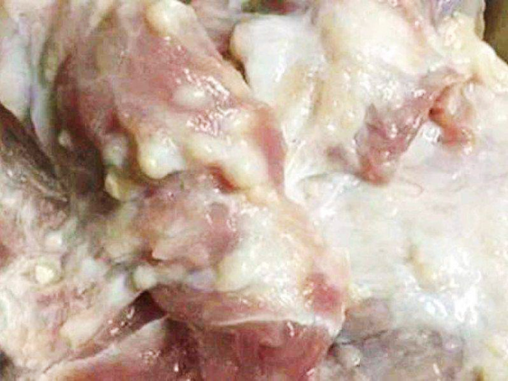 猪身上最脏的部位白送都不要肉贩子从不给家人吃比猪肺更脏