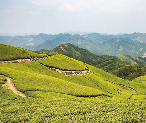 春茶遇春雪嵊州茶叶采摘期推迟价格会