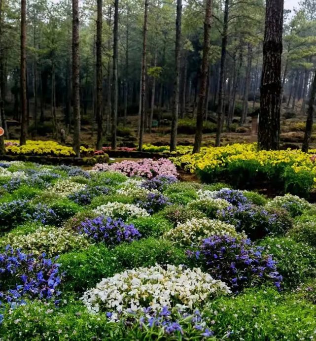 阳光正好 春风不燥,一起去大木花谷林下花园赏花踏青吧!