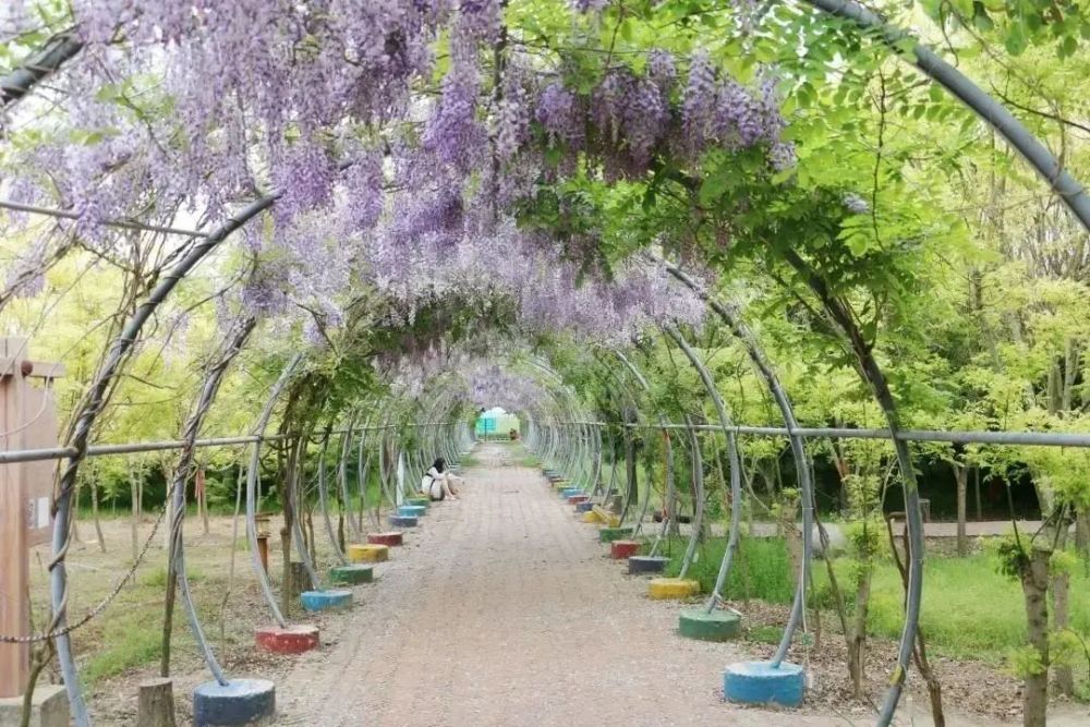 最佳赏花时间4月-5月推荐赏花地点木一博览园紫藤花冠似蝶,花开时候若