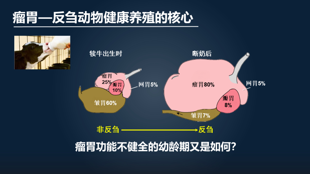 将这些易发酵的碳水化合物快速地降解,产生大量的乳酸,导致瘤胃酸中毒