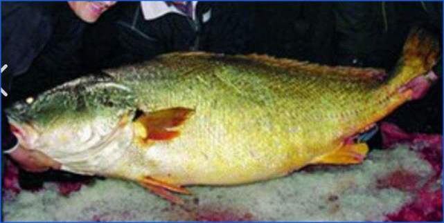 金钱猛鱼为什么那么贵122斤价值347万治疗不孕不育