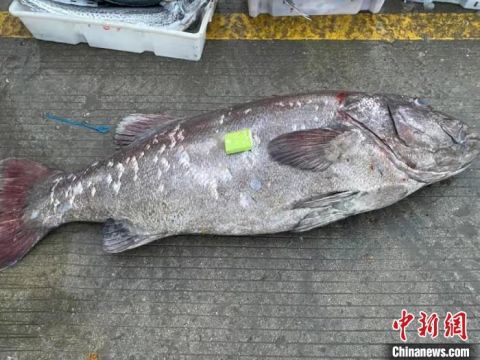 石斑鱼排行_浙江渔民捕获一超大野生石斑鱼重达150斤售价近2万元