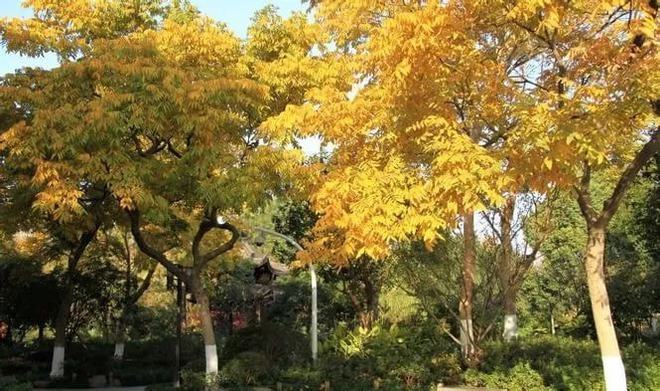 華東地區常見樹種你知道幾種