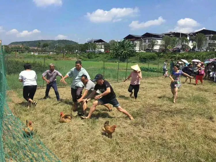 井陉人3只普通鸡能卖上万元看人家咋做到的