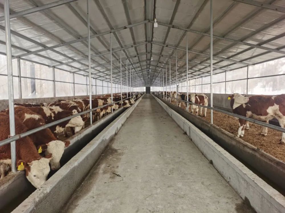 抓好两统筹实现开门红阿热勒托别镇牲畜品种引进迎来开门红