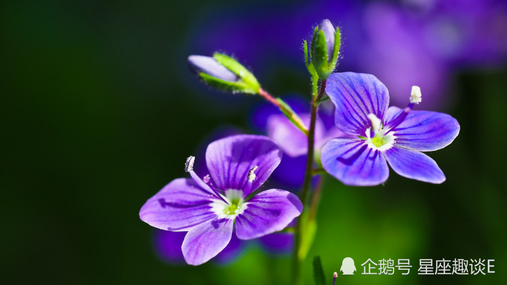 3月3日 7日爱情运势 缘分靠近 情投意合的四大星座 腾讯新闻