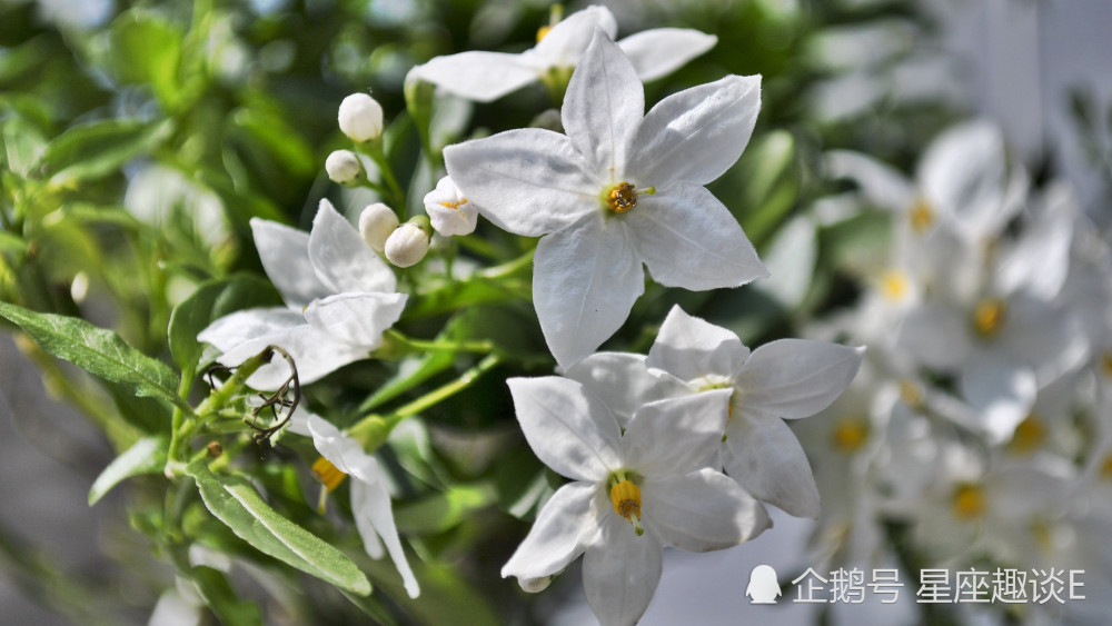3月3日 7日星座运势 有勇有谋 如鱼得水的四大星座 腾讯新闻