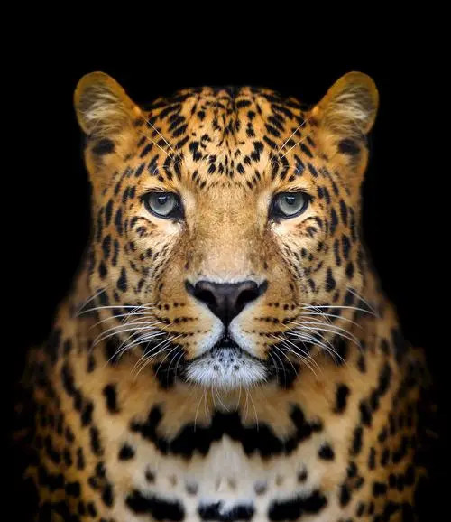 猎豹是轻量级选手,流线型的头部之下是相对较小的下颌轮廓,狮子和老虎