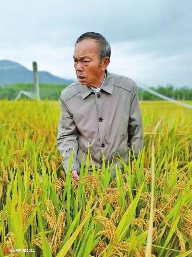 风采人物蒋志农四十载育良种为农民