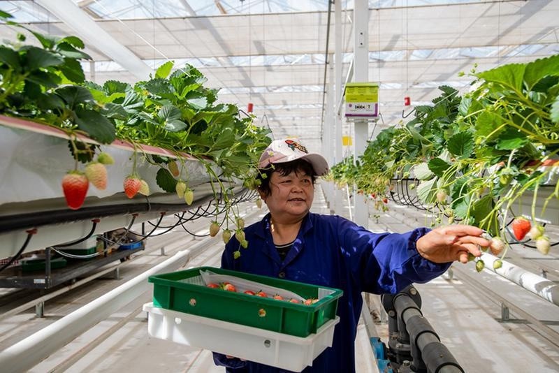 现代农业有限公司5万平方米现代化智能植物工厂,务工人员正在采摘草莓