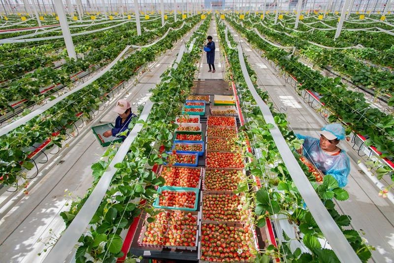 现代农业有限公司5万平方米现代化智能植物工厂,务工人员正在采摘草莓