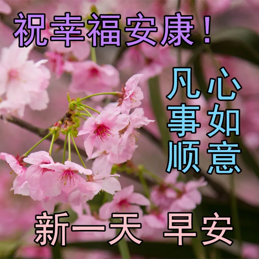 8张最新漂亮早上好图片鲜花带字带祝福语 最美春日早安问候祝福鲜花