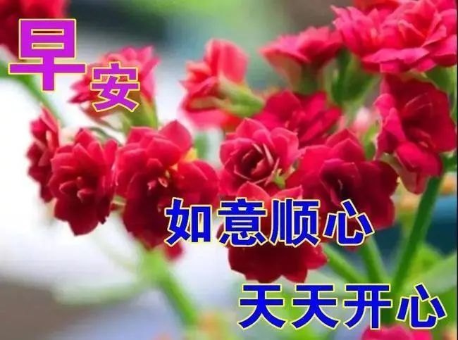 朋友群暖心早晨好問候祝福短信清新漂亮早晨好問候祝福圖片