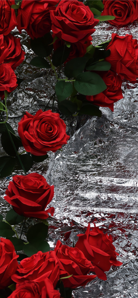 玫瑰花到了花期_腾讯新闻