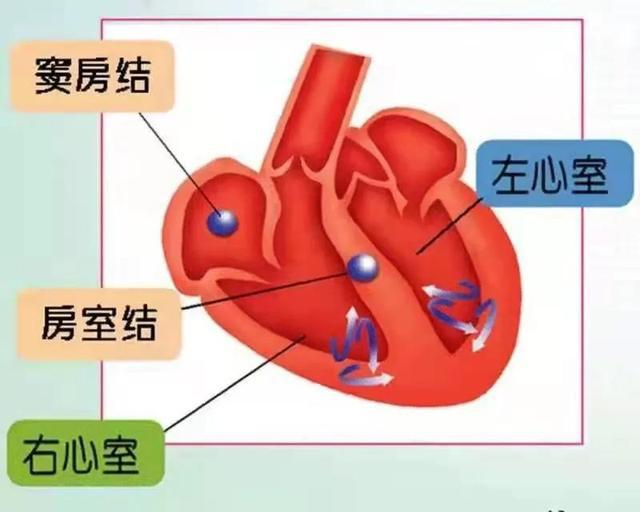 竇房結指揮結間束,希氏束,左右束支,浦肯野纖維網傳遞消息給其他部門