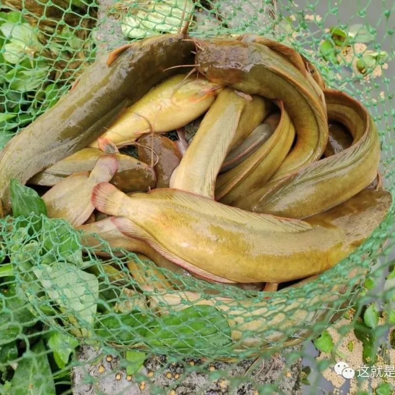 长得几乎一样本地的千金难买,外来的却泛滥成灾——塘鲺_腾讯新闻