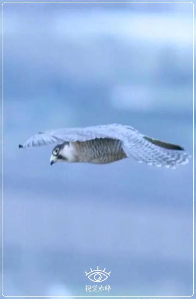 文化赤峰契丹神鸟海东青