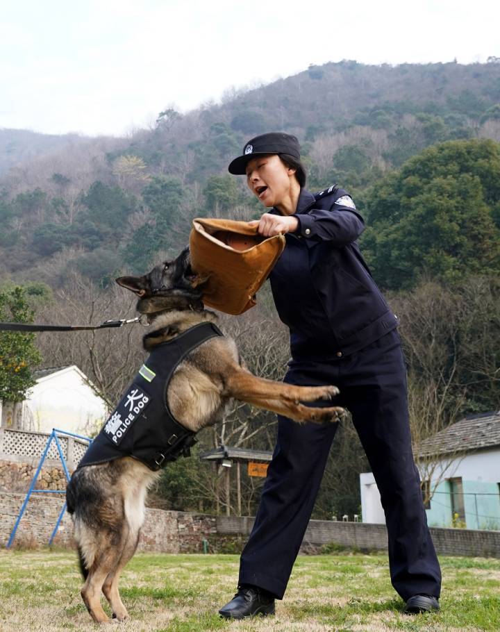 够酷带你探班舟山警犬女教头王晶琤