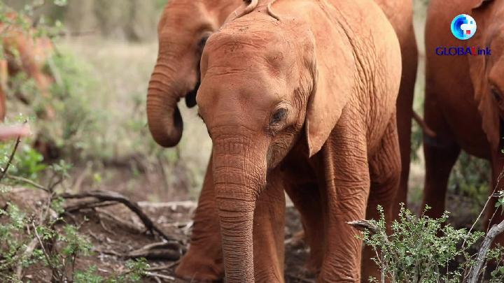 全球连线｜肯尼亚旱情下这所“孤儿院”给小象一个家国考公务员2021年职位表