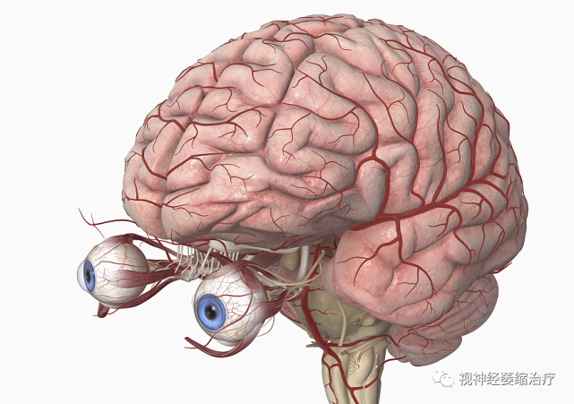 【本草明目汤】视神经萎缩有可能被误诊吗?