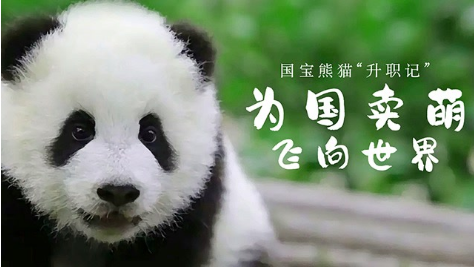 国宝熊猫升职记为国卖萌飞向世界下
