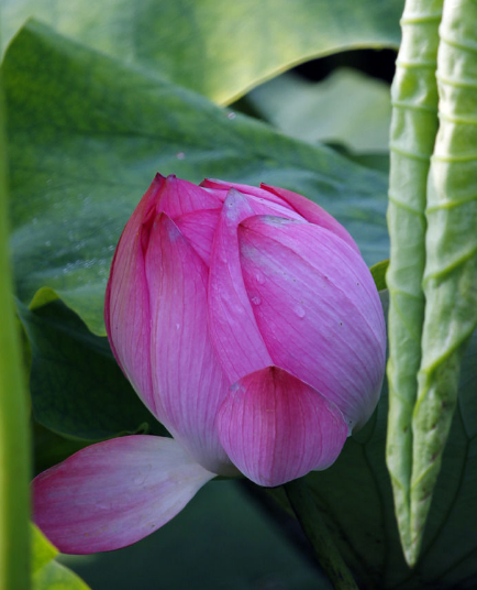 3月中旬 紫气东来 4属相运势上涨 财禄两旺 爱情事业双丰收 天天看点