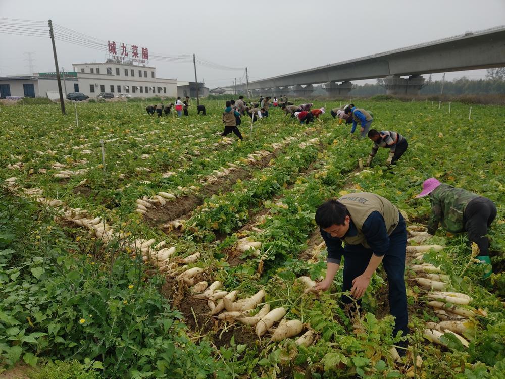 駐潮南區工作組全體隊員還前往位於井都鎮連豐村的汕頭市城九種養公司