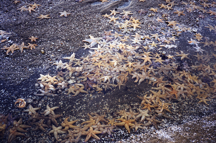 海底蝗蟲又來了海星大舉入侵青島膠州灣已氾濫成災