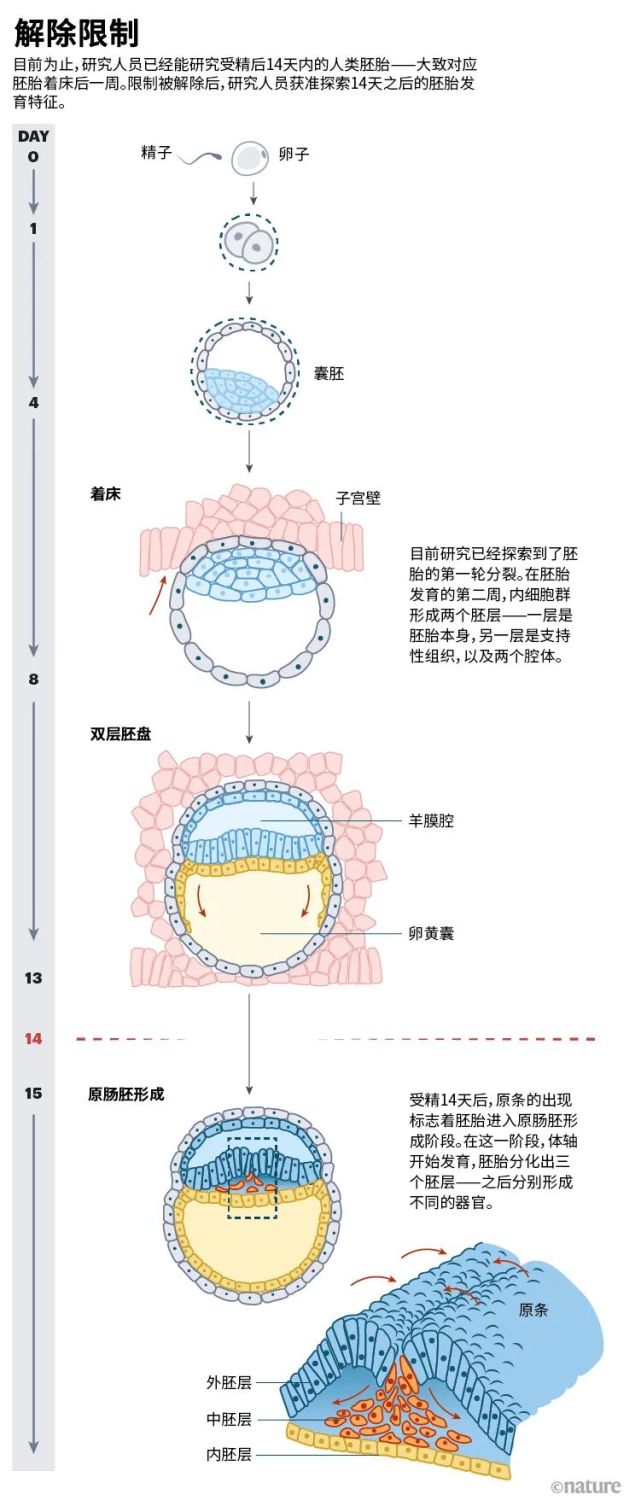 14天禁令解除，体外培养人类胚胎今后何去何从？_腾讯新闻