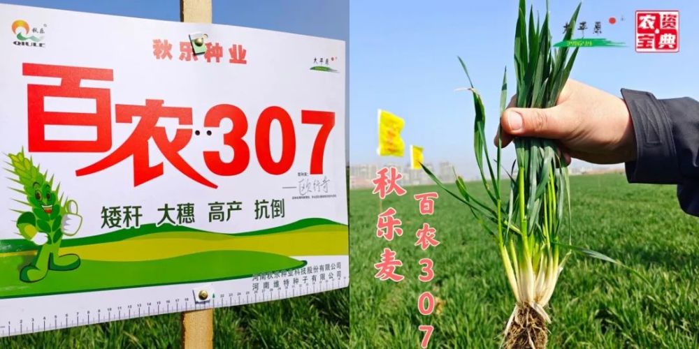 县级活动仅现场收款突破208万如何打造千万级小麦单品