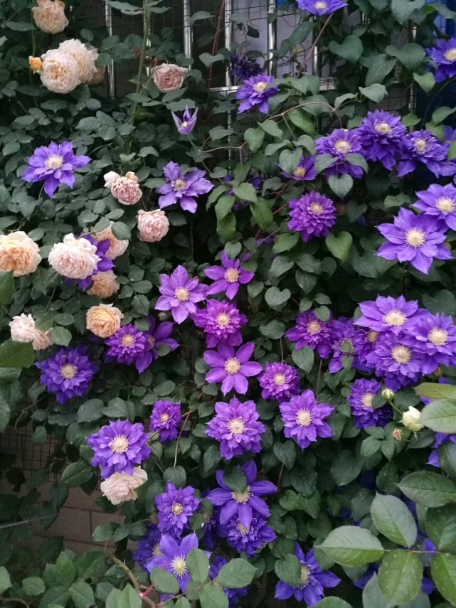 半阴环境下的伍斯特美女