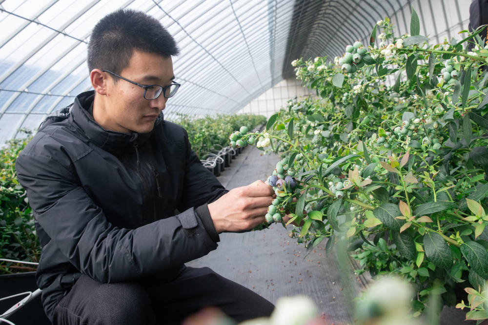 走进午极镇百星农业蓝莓种植基地温室大棚,一颗颗蓝莓身披"白纱",渐渐