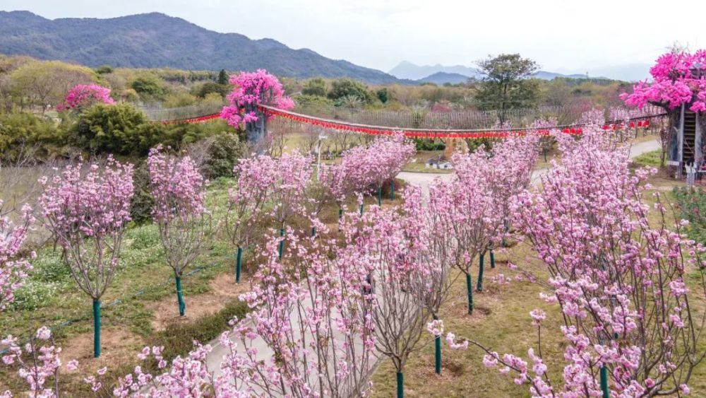 在广州从化西和万花风情小镇的天适樱花悠乐园里,一簇簇灿烂的樱花里