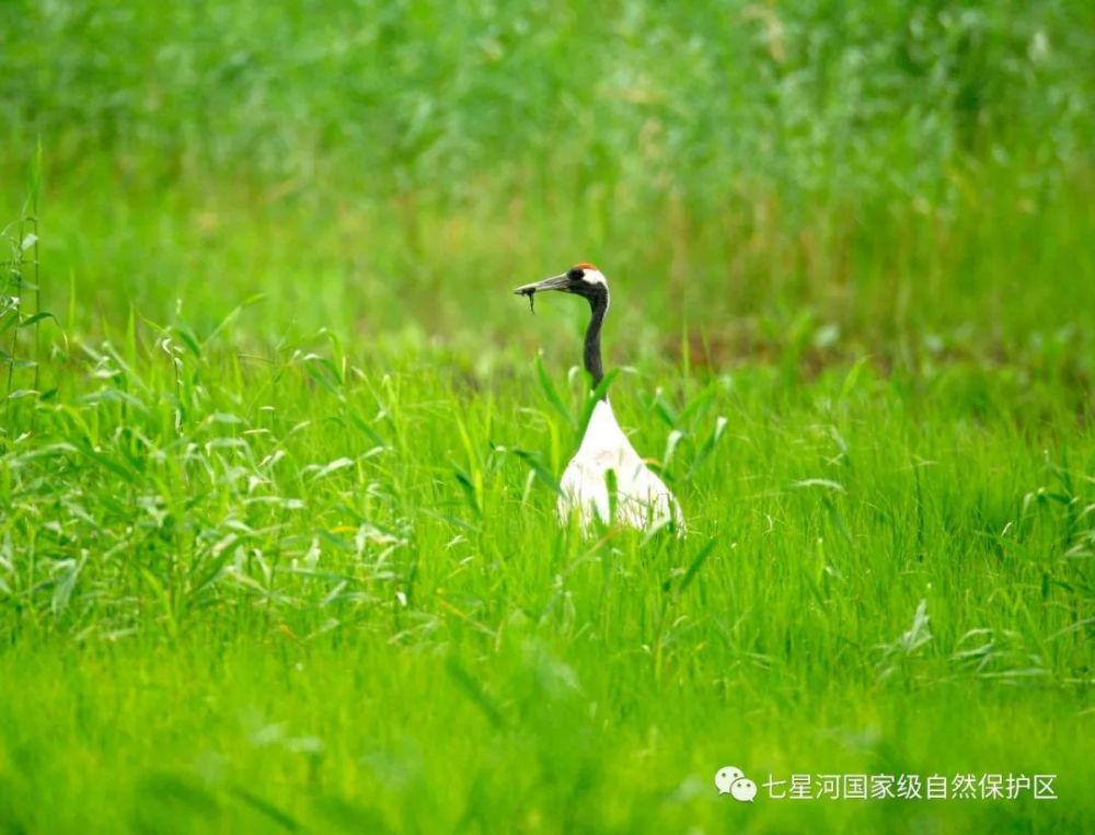 2022年世界野生動植物日