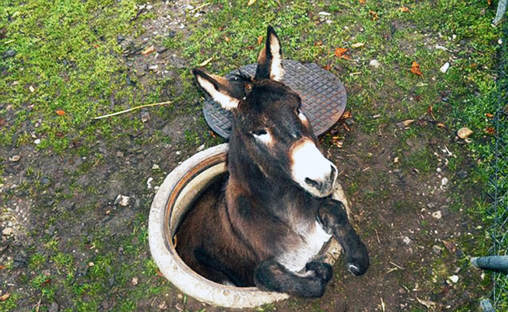 但是,过了几个小时驴还在井里痛苦的嚎叫着