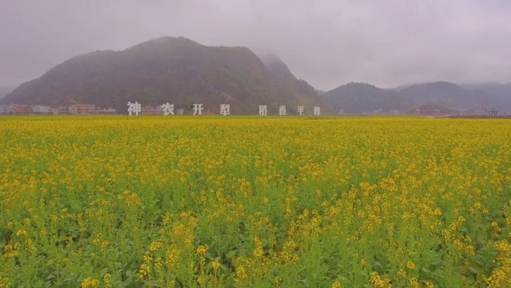 宜章平和村2800亩油菜花竞相绽放 只等你来 腾讯新闻