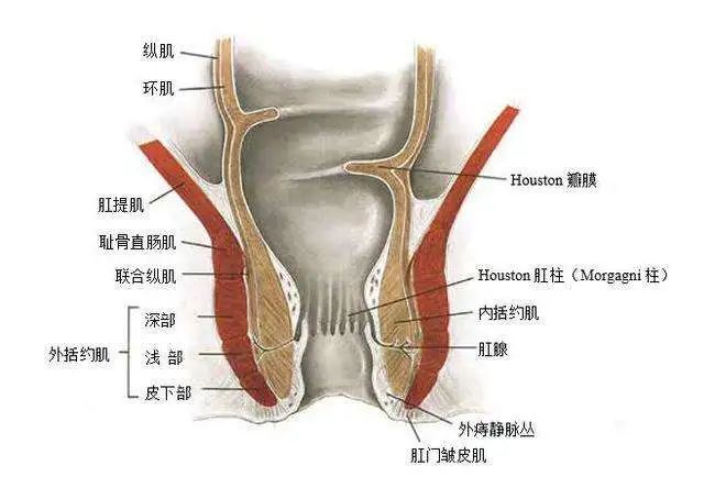 肛门括约肌位置图片图片