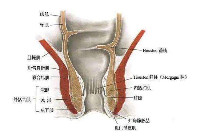 肛裂就是肛门内层黏膜的括约肌收得太紧,即使在排便时也不懂完全放松