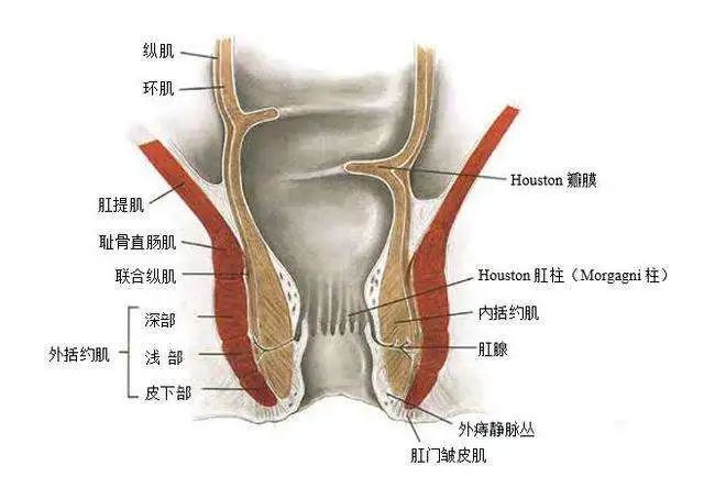 肛门内外括约肌位置图图片